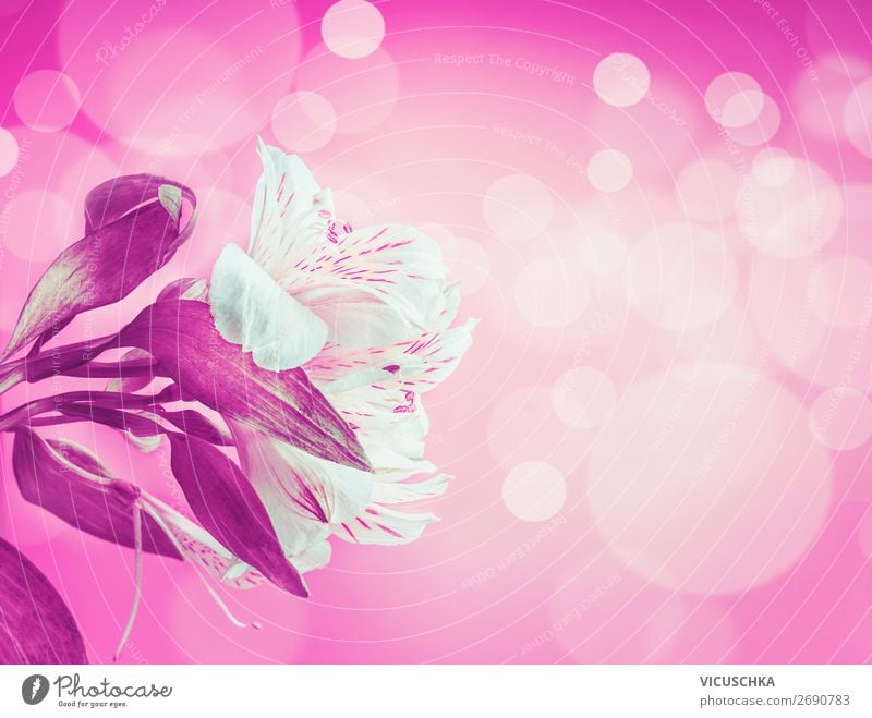 Weiße Blumen auf pink Hintergrund Design Freude Sommer Feste & Feiern Natur Pflanze Dekoration & Verzierung Blumenstrauß rosa Hintergrundbild Unschärfe weiß
