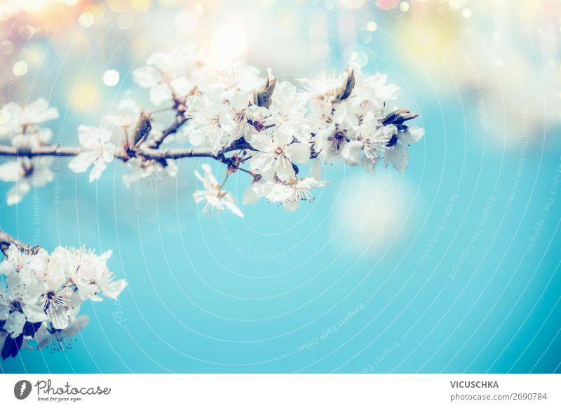 Weiße Frühlingskirschblüte auf blauem Hintergrund Natur Pflanze Schönes Wetter Blatt Blüte Garten Park Hintergrundbild Frühlingsgefühle Blütenpflanze Farbfoto