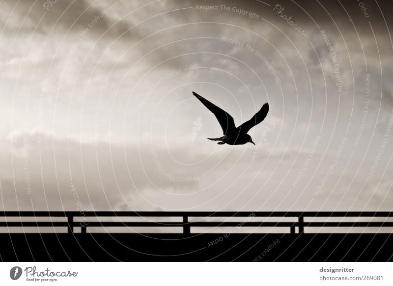 Das letzte Wort Umwelt Himmel Wolken Wildtier Vogel Flügel Möwe Seevogel 1 Tier fliegen dunkel frei wild Hoffnung Sehnsucht Heimweh Fernweh Freiheit Frieden
