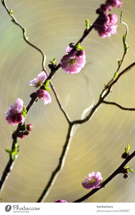 Mandelblüte Frühling Sträucher Korkenzieher-Weide Dekoration & Verzierung Linie diagonal Blühend Wachstum ästhetisch frisch hell grün rosa Stimmung