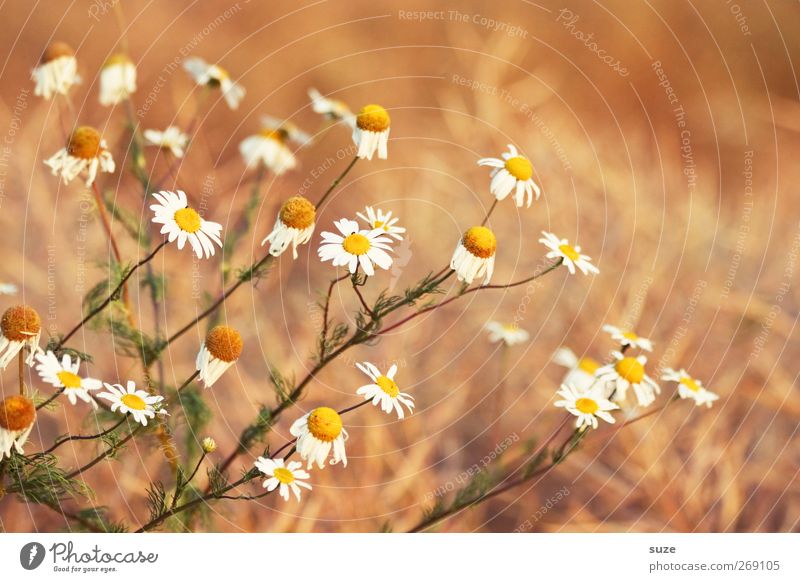Kleine Sonnen Kräuter & Gewürze Gesundheit Alternativmedizin Leben harmonisch Wohlgefühl Duft Natur Pflanze Blume Blüte Nutzpflanze authentisch Freundlichkeit