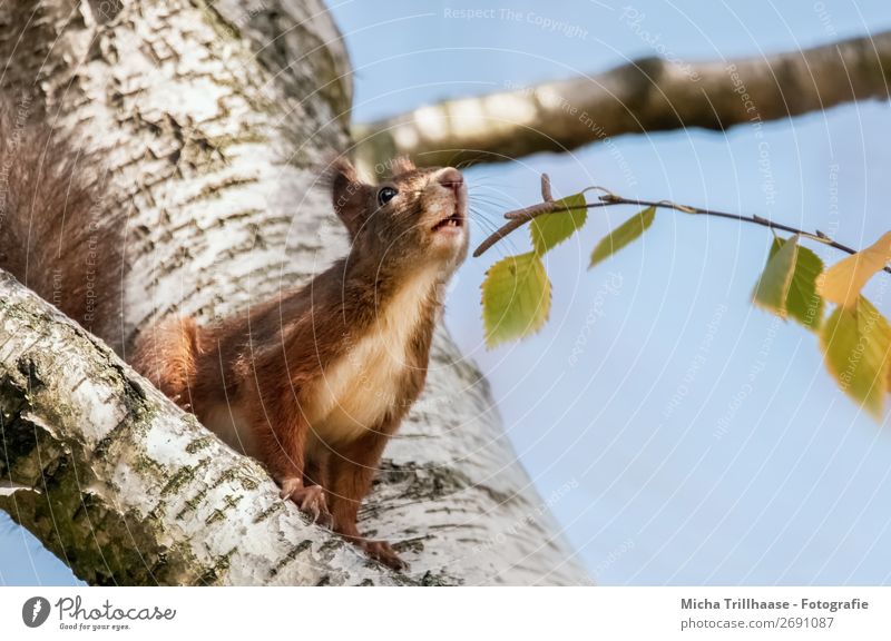 Schnüffelndes Eichhörnchen Natur Tier Wolkenloser Himmel Sonnenlicht Schönes Wetter Baum Blatt Wildtier Tiergesicht Fell Krallen Pfote Nase Ohr Auge 1 Duft