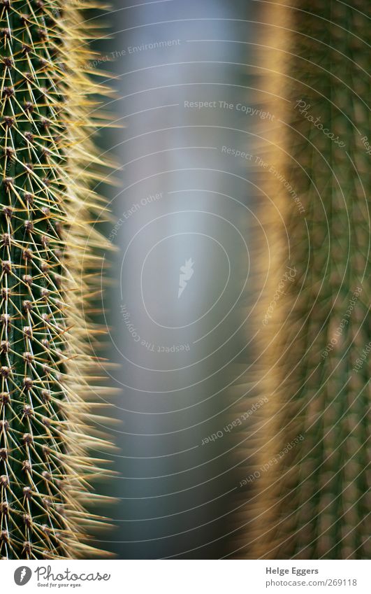 Nähe und Ferne Pflanze Kaktus exotisch Armut Vergangenheit Zukunft Sinnbild Spitze weich Farbfoto Innenaufnahme Nahaufnahme Detailaufnahme