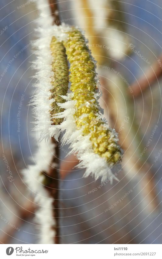 Haselnusskätzchen mit Raureif Natur Pflanze Winter Schönes Wetter Eis Frost Sträucher Garten Park Wald blau braun gelb grau schwarz weiß Eiskristall Pollen