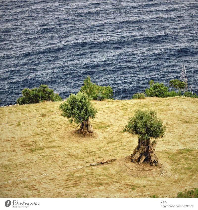 Esst Meer Oliven Olivenbaum Natur Pflanze Erde Wasser Baum Blatt Feld Wellen Küste Mittelmeer Wachstum blau grün 2 Farbfoto Gedeckte Farben Außenaufnahme
