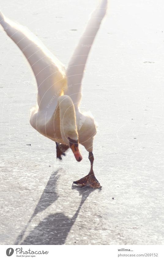 Drunken Angel Schwan Eis tollpatschig ausrutschen lustig Schräger Vogel Endspurt Winter Frost Tier Flügel fliegen laufen rennen verrückt weiß anstrengen