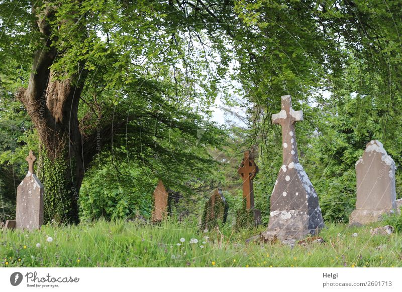 alte Grabsteine und Kreuze unter einem großen Baum auf einem Friedhof in Irland Ferien & Urlaub & Reisen Tourismus Sightseeing Umwelt Natur Pflanze Frühling