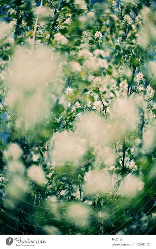 Blütenmeer I Umwelt Natur Pflanze Himmel Frühling Schönes Wetter Sträucher Garten Park Wiese blau grün Endzeitstimmung bedrohlich Umweltverschmutzung