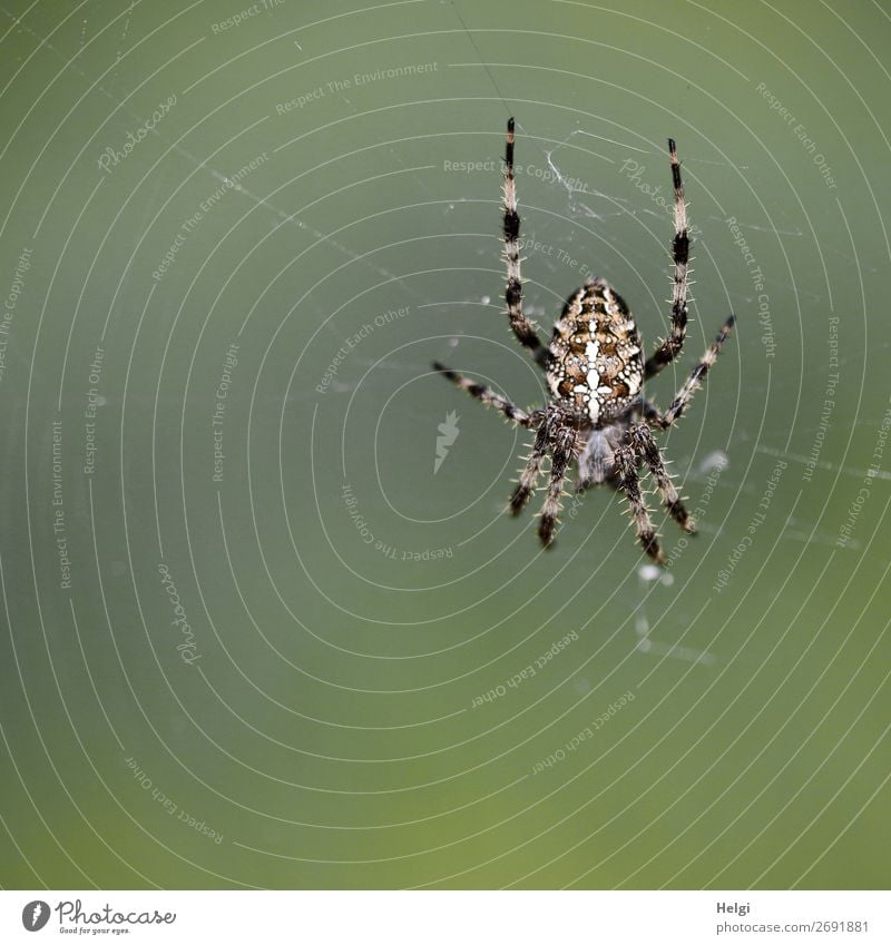 Nahaufnahme einer Kreuzspinne im Netz vor grünem Hintergrund Umwelt Natur Tier Herbst Spinne Spinnennetz 1 festhalten warten authentisch einzigartig klein