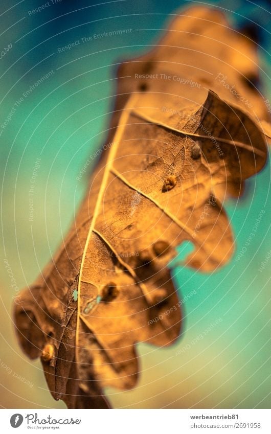 Braunes Blatt mit verschwommenem Hintergrund Natur Pflanze Herbst Baum schön braun orange Hintergründe defokussiert Jahreszeiten trocknen Ahornblatt fallend