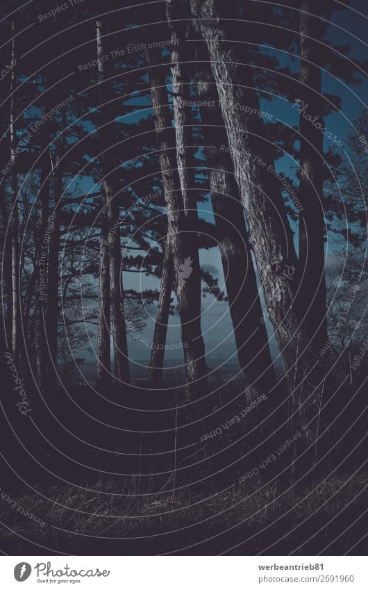 Wald-nacht-matte Optik Baum Tanne matt - Bildtechnik Nacht Menschenleer Landschaft Mysterium ruhige Umgebung Natur