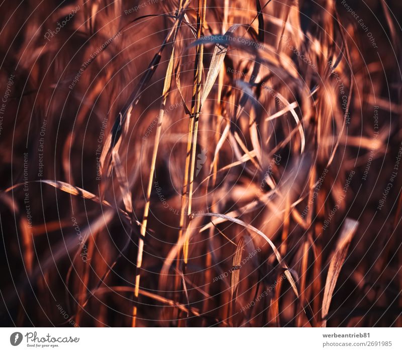 Verschwommenes Gras in Rottöne Sommer Winter Natur Pflanze Frühling Herbst Wiese Wald Bewegung Wachstum frisch Weizen getöntes Bild defokussiert