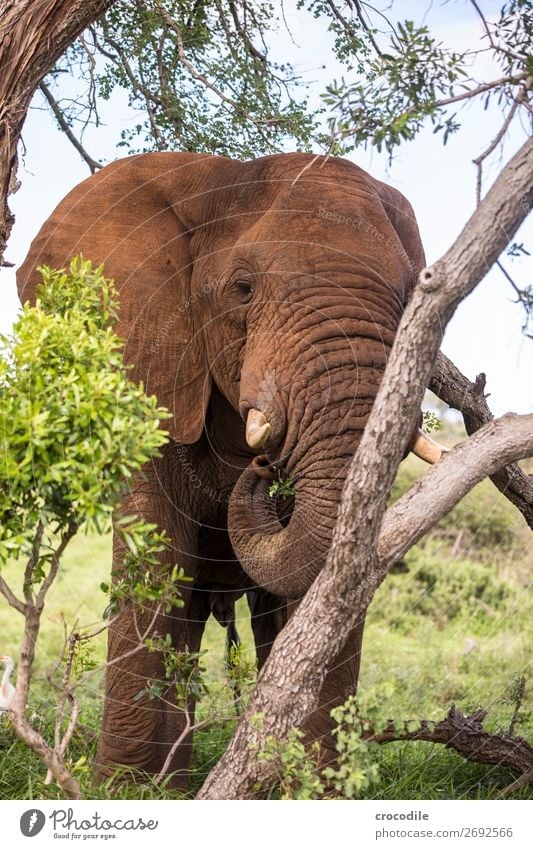 Elefant im kruger national park Rüssel Porträt Nationalpark Südafrika Stoßzähne Elfenbein ruhig Krüger Nationalpark majestätisch wertvoll Safari Natur