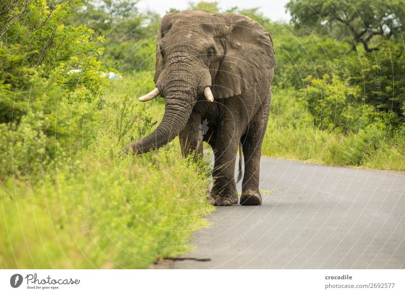 # 845 Elefant Koloss Herde Südafrika Nationalpark Schutz friedlich Natur Rüssel Säugetier bedrohlich aussterben Elfenbein Großwild Big 5 Sträucher Wasserstelle