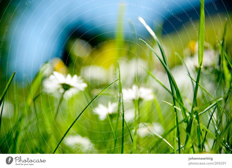 grasgrün eins. Umwelt Natur Pflanze Gras verrückt blau Außenaufnahme Froschperspektive grell knallig gesättigt Frühling Sommer hell Farbfoto
