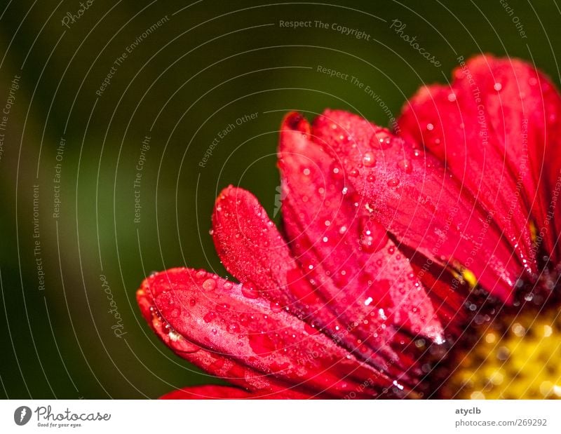 Drops Natur Pflanze Schönes Wetter Regen Blume Blatt Blüte Garten Park Wiese Kitsch saftig schön mehrfarbig gelb gold grün rosa rot schwarz Gefühle Stimmung