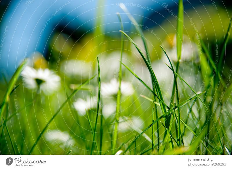 grasgrün zwei. Umwelt Natur Gras Sträucher Moos bedrohlich blau Sportrasen knallig verrückt gesättigt hell frisch Farbfoto Außenaufnahme Makroaufnahme