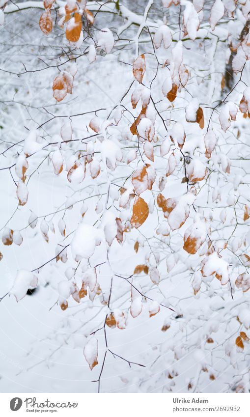 Winterzeit Design Schnee Dekoration & Verzierung Weihnachten & Advent Natur Pflanze Eis Frost Baum Blatt Buchenwald Buchenblatt Ast Laubbaum Laubwald Wald braun