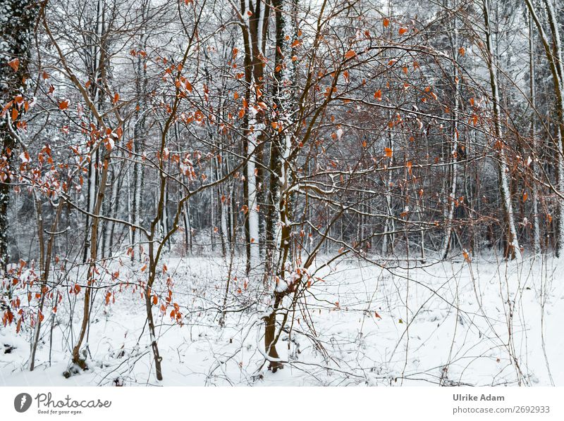 Farbtupfer der Natur elegant Wohlgefühl Winter Dekoration & Verzierung Tapete Weihnachten & Advent Landschaft Eis Frost Schnee Baum Blatt Buche Buchenwald Wald