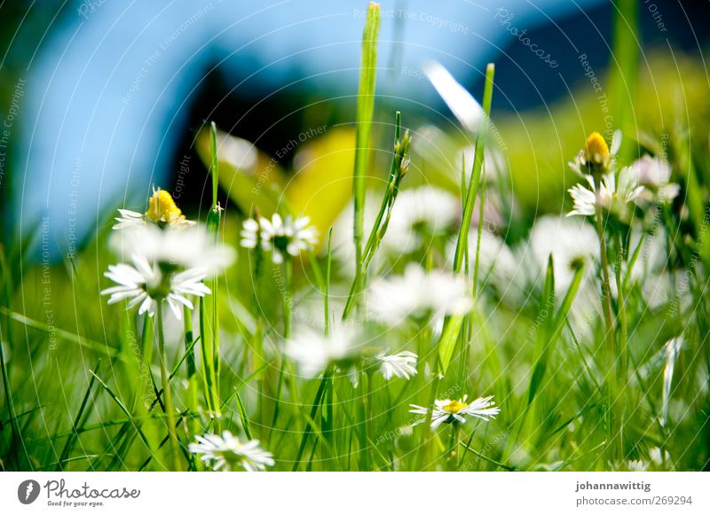 grasgrün drei. Frühling Sommer verrückt Gras blau Nahaufnahme Gänseblümchen hell gesättigt Froschperspektive Makroaufnahme Farbfoto Menschenleer