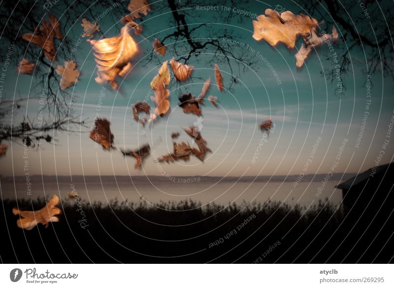 Golden Leafs Umwelt Natur Landschaft Tier Wasser Himmel Wolkenloser Himmel Nachthimmel Herbst Pflanze Baum Blume Blatt Wiese Wald Seeufer Menschenleer Holz