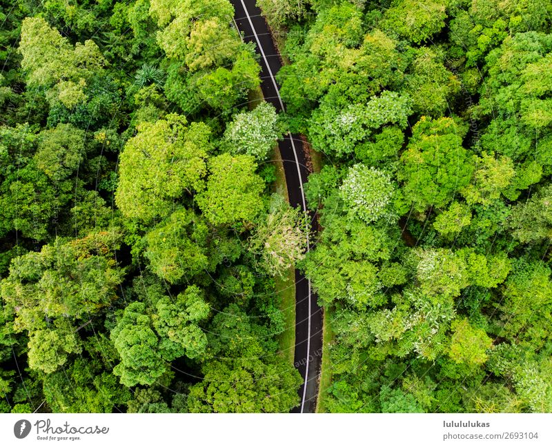 das ist eine straße. Umwelt Natur Baum Grünpflanze Wald Urwald Verkehrswege Autofahren Straße frei grün Reinheit Drohne Aerial Wege & Pfade Reise