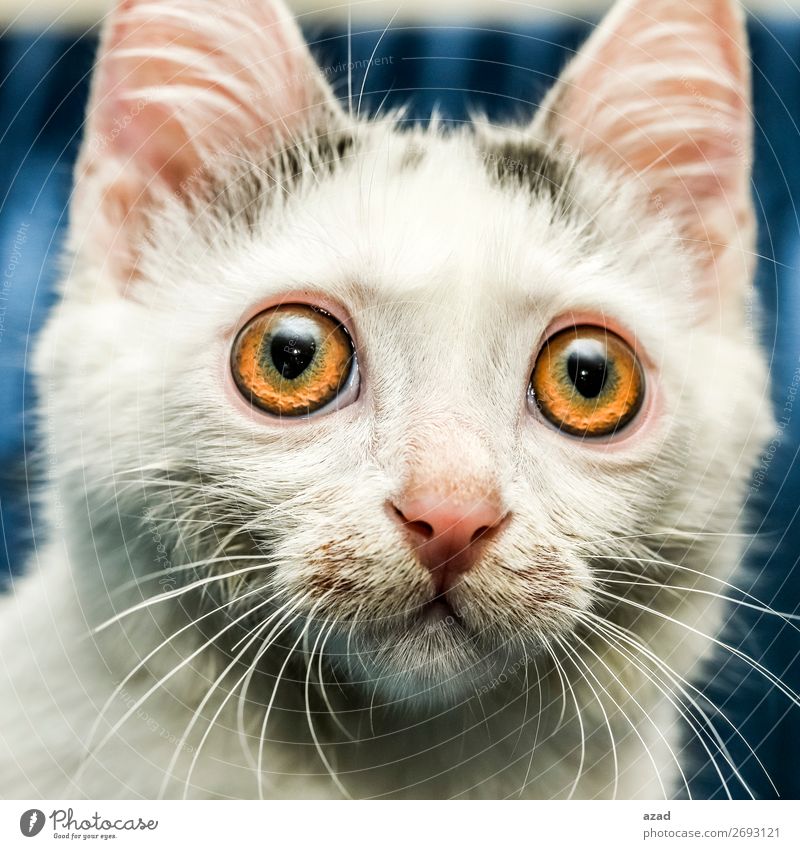schau mich an Haustier Wunsch Katze Aussehen zuschauen Wachsamkeit Auge mehrfarbig Nahaufnahme Blitzlichtaufnahme