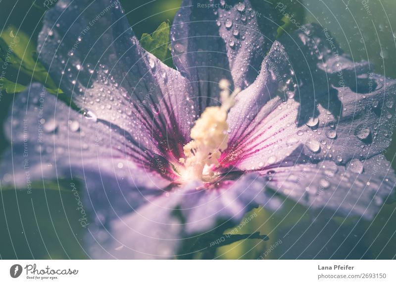 Nahaufnahme von Lila Hibiskus, der im Freien blüht. Umwelt Natur Landschaft Pflanze Wassertropfen Sommer Herbst Baum Blume Blatt Blüte Fröhlichkeit frisch blau