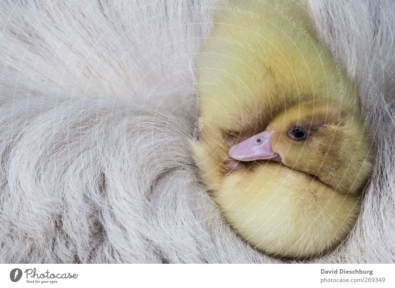 Weich gebettet Tier Nutztier Vogel Tiergesicht Fell 1 gelb weiß Warmherzigkeit Schnabel Ente Gans Küken schlafen Erholung Geborgenheit weich kuschlig schön