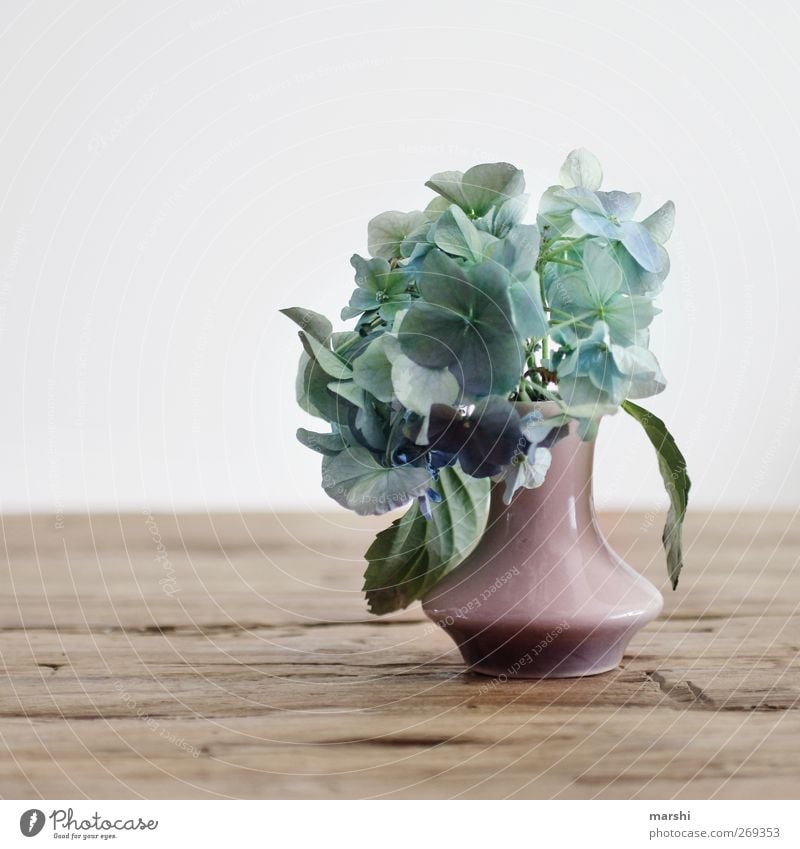 für Mutti Frühling Pflanze Blume Blatt Blüte Grünpflanze Topfpflanze blau rosa Gefühle Stimmung Hortensie Muttertag Blumenstrauß Blumenvase Holztisch