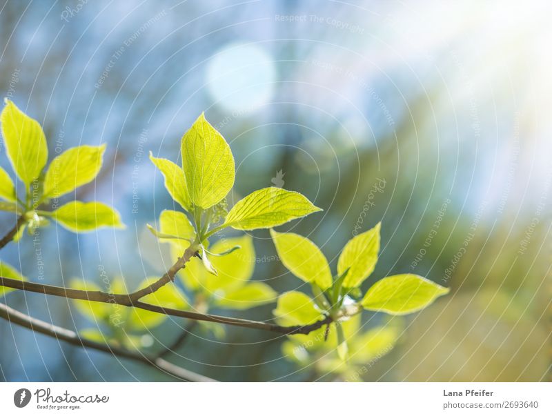 Morgens Sonnenlicht und Blätter Natur Landschaft Pflanze Frühling Baum Blatt Inspiration Wachstum grün Garten frisch ökologisch Ast hell Nahaufnahme Wald
