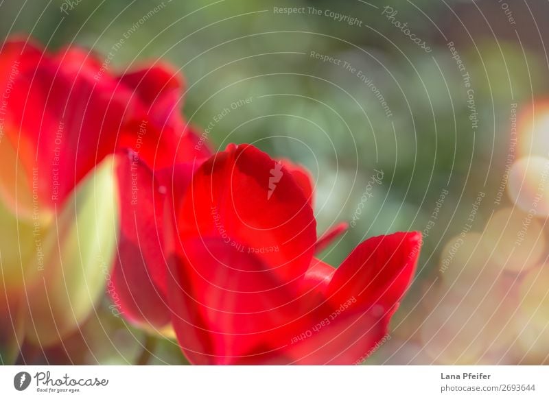 Nahaufnahme der isolierten Tulpenblüte Natur Landschaft Pflanze Sonne Frühling Blume Gefühle Fröhlichkeit Leidenschaft Liebe Überstrahlung Blüte Sonnenlicht