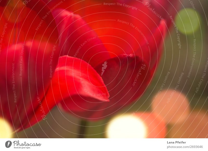 Nahaufnahme der isolierten Tulpenblüte elegant Erholung Feste & Feiern Valentinstag Muttertag Ostern Blühend rot Macht Tatkraft Leidenschaft Design Duft Leben