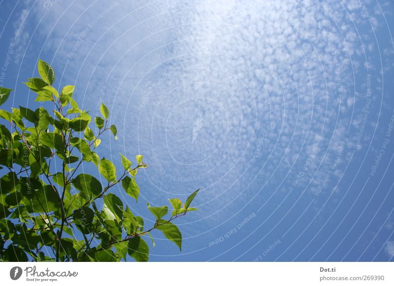 Neophyt Natur Pflanze Himmel Wolken Sonnenlicht Grünpflanze exotisch blau grün Japanischer Staudenknöterich fremd Blatt Stengel ausbreiten Invasion Garten