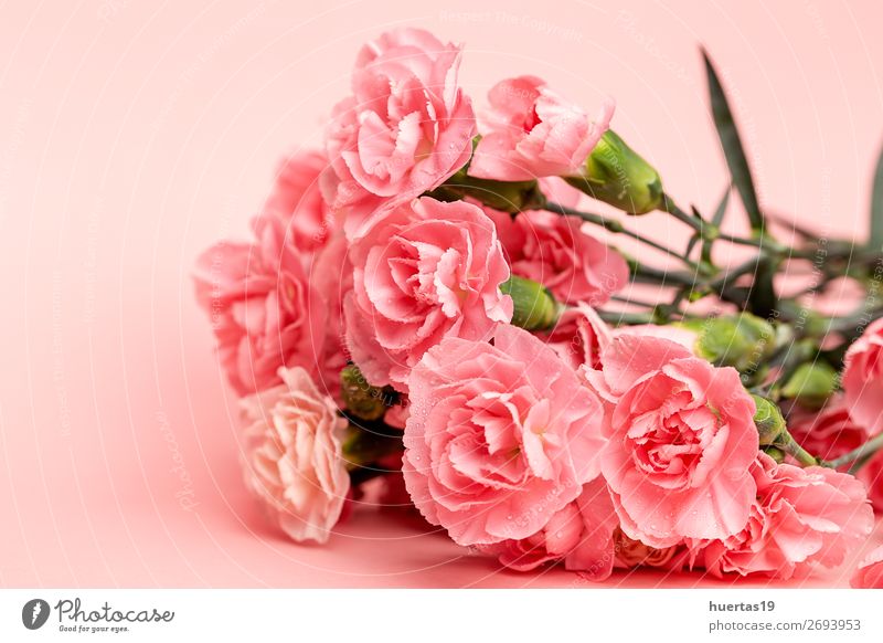 Blumenstrauß aus rosa Nelkenblüten elegant Stil Design Valentinstag Hochzeit Geburtstag Kunst Natur Pflanze natürlich grün Liebe Romantik Farbe Hintergrund