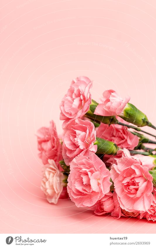Blumenstrauß aus rosa Nelkenblüten Feste & Feiern Valentinstag Hochzeit Geburtstag Kunst Natur Pflanze natürlich grün Liebe Romantik Farbe Hintergrund geblümt