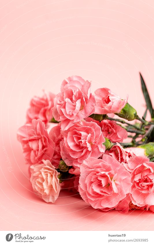 Blumenstrauß aus rosa Nelkenblüten elegant Stil Design Feste & Feiern Valentinstag Hochzeit Geburtstag Natur Pflanze frisch grün Liebe Romantik Farbe