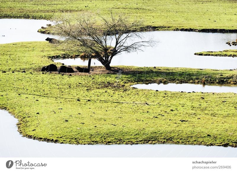 Beeder Bruch Umwelt Natur Landschaft Wasser Baum Moor Sumpf Flutmulde Nutztier Wasserbüffel 3 Tier Tiergruppe grün Umweltschutz Biotop Auwiese Farbfoto