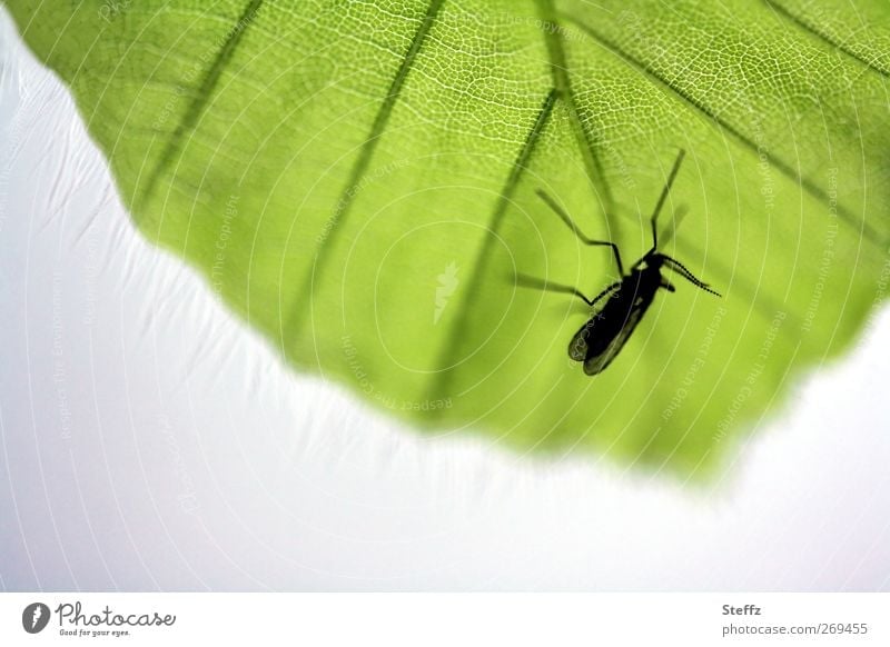 eine Mücke auf der Lauer Stechmücke lauern Insekt Blutsauger warten verstecken heimisch unersättlich nervig gefräßig durstig heimtückisch versteckt grün winzig