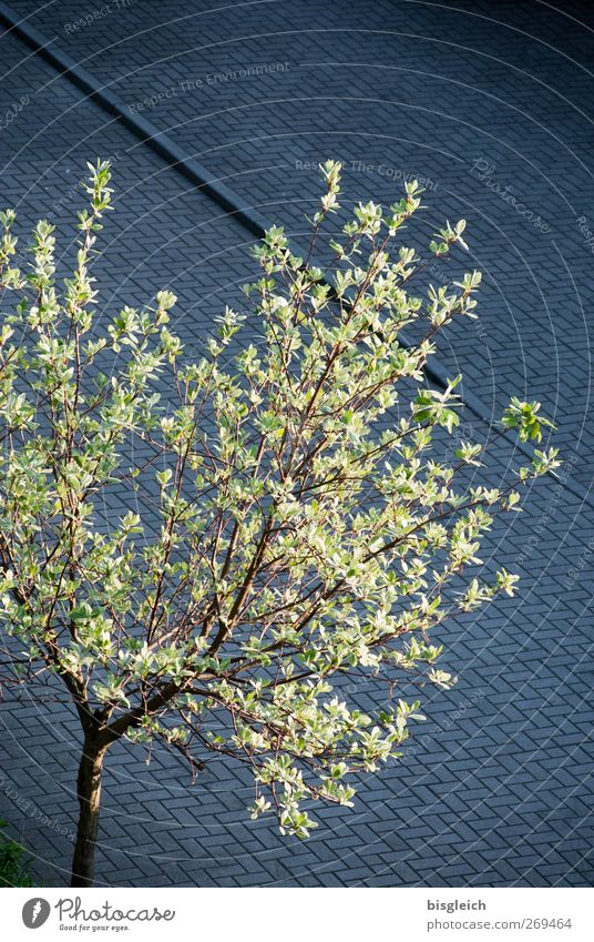 Frühlingsgrün Pflanze Baum grau Frühlingsgefühle Frühlingsfarbe Farbfoto Außenaufnahme Menschenleer Textfreiraum oben Tag Vogelperspektive