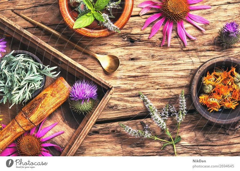 Pflanzliche Heilkräuter und -pflanzen Medizin Kraut Kräuterbuch Blume alternativ natürlich Pflanze Behandlung Gesundheit medizinisch aromatisch Aroma Therapie