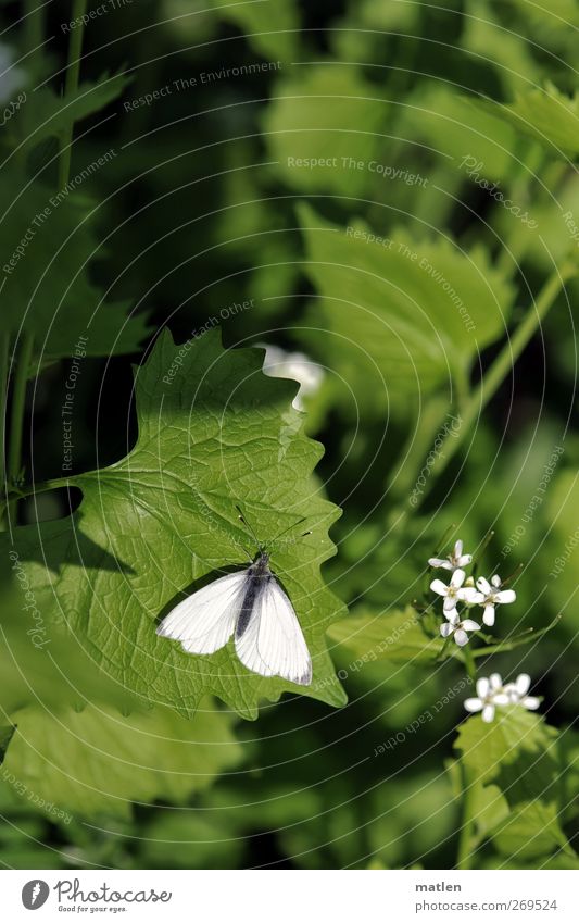 ..metterling Tier Wildtier Schmetterling 1 grün weiß Sonnenbad Blüte Blatt Farbfoto Außenaufnahme Menschenleer Tag