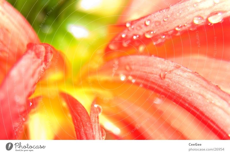 Herbstblüte Blüte rot gelb grün Pflanze Blume Wiese nass feucht weiß Natur Blühend Makroaufnahme Garten Detailaufnahme Nahaufnahme Wassertropfen Regen Seil hell