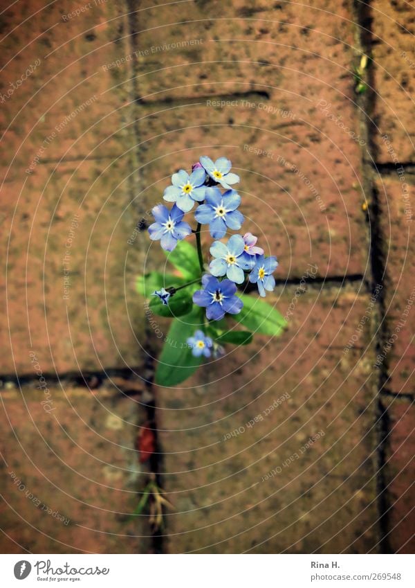 Durchbruch Natur Pflanze Frühling Blume Blühend natürlich wild blau rot Kraft Vergißmeinnicht Pflastersteine Durchsetzungsvermögen dominant Farbfoto