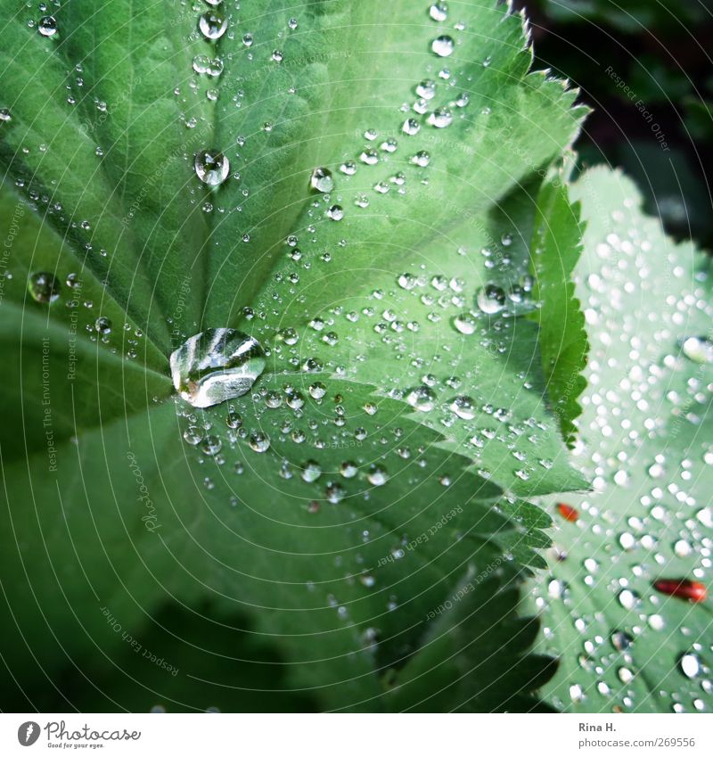 FrauenMantel Umwelt Natur Pflanze Frühling Regen Blume Blatt Garten frisch nass grün Frauenmantel Farbfoto Menschenleer Schwache Tiefenschärfe