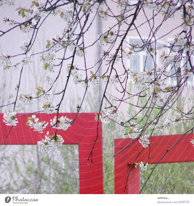 Vorstadtfrühling Natur Frühling Pflanze Blüte Kirschbaum Kirschblüten Zweige u. Äste Haus Fenster grün rot weiß Ecke Größenunterschied Größenvergleich Farbfoto