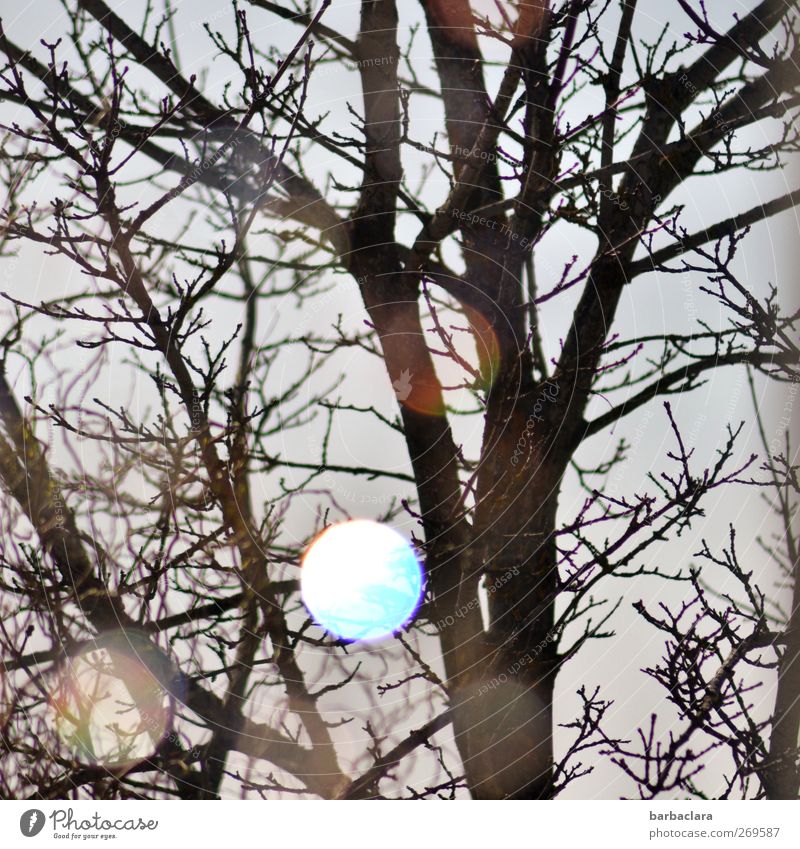 Magic Tree Wohnung Sonne Sonnenaufgang Sonnenuntergang Frühling Baum Dekoration & Verzierung Fensterdekoration Glas Kristalle Zeichen Punkt leuchten hell grau