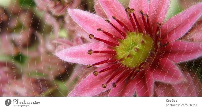 Blütenpanorama Blume Pflanze rosa gelb Blütenblatt Natur Makroaufnahme Nahaufnahme Stempel
