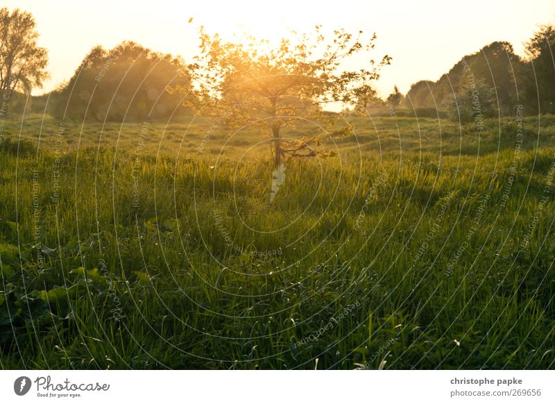 Märchenhaftes Bäumchen Umwelt Natur Landschaft Pflanze Sonne Sonnenaufgang Sonnenuntergang Sonnenlicht Frühling Sommer Herbst Schönes Wetter Baum Wiese Feld