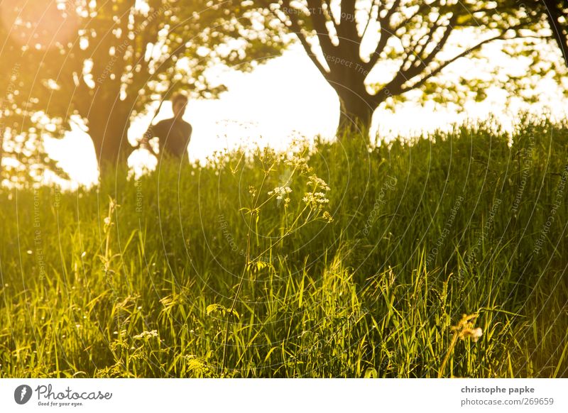 Märchenhaftes Pflänzchen (Mit Jogger) Mensch Natur Landschaft Pflanze Sonnenlicht Sommer Schönes Wetter Erholung hell schön Farbfoto Außenaufnahme